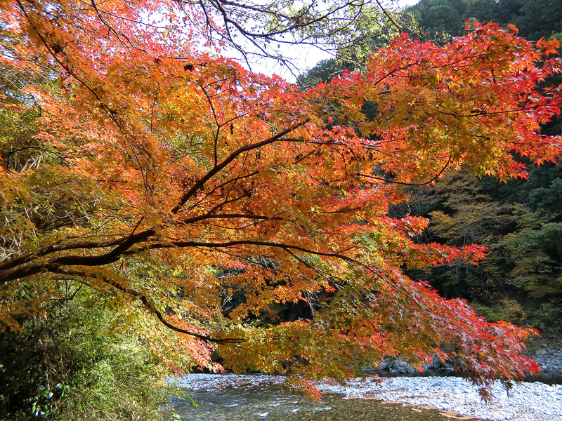 【ボーカリスト琴音の音楽旅】見に行きませんか? 紅葉2016! 奥多摩・氷川渓谷で絶景散歩 - トラベル Watch