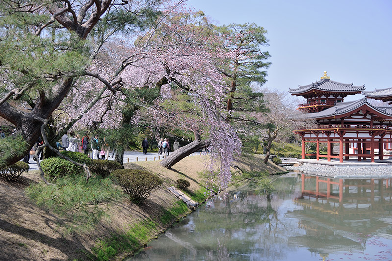 京都宇治の世界遺産「平等院」と桜を撮ってみた - トラベル Watch Watch