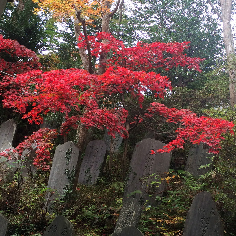 【ボーカリスト琴音の音楽旅】秋の紅葉、そばにお団子! 日帰り温泉と初めてのひとり高尾山 - トラベル Watch Watch
