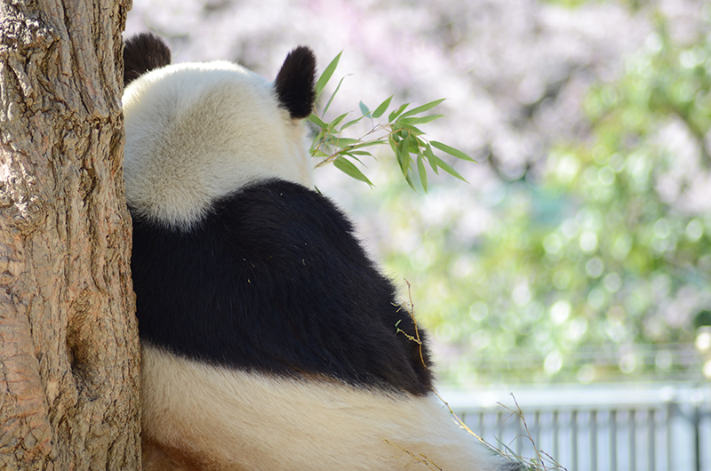 もうすぐ春爛漫 桜とパンダを楽しめる神戸市立王子動物園に行ってみよう トラベル Watch Watch