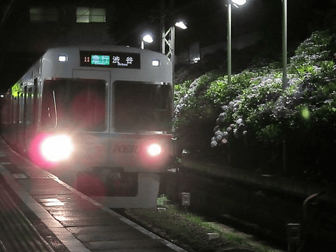 京王電鉄 井の頭線沿線のアジサイがまもなく見ごろに 東松原駅のライトアップは6月9日 23日 トラベル Watch Watch