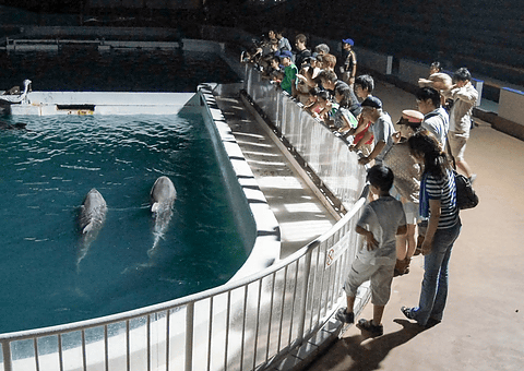 鴨川シーワールド 各回100名限定の ナイトアドベンチャー 7月18日から開催 夜の水族館でシャチやイルカ アシカ アザラシ ペンギンたちの寝姿を観察 トラベル Watch