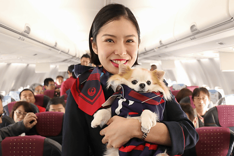 愛犬と機内でも一緒 Jalが ワンワンjetツアー 開催 成田 鹿児島のチャーター便同乗レポート トラベル Watch