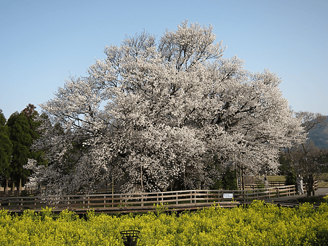 桜ポイントが点在する南阿蘇村で阿蘇山を背景にお花見 外輪山の南側では桜の名所を回るスタンプラリーが開催中 トラベル Watch