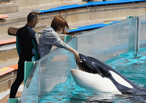 鴨川シーワールド シャチと触れ合う体験プログラムの募集を開始 5月13日から順次 鴨川シーワールドホテルへの宿泊プランも トラベル Watch