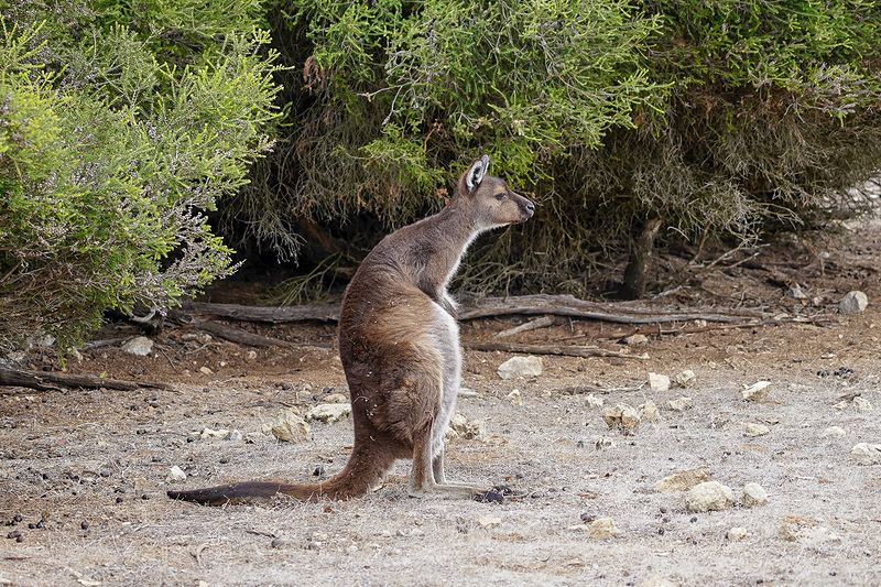 画像 オーストラリア カンガルー島の大自然を満喫する その1 野生のアシカやカンガルー コアラをウォッチングできるツアーに参加 38 79 トラベル Watch