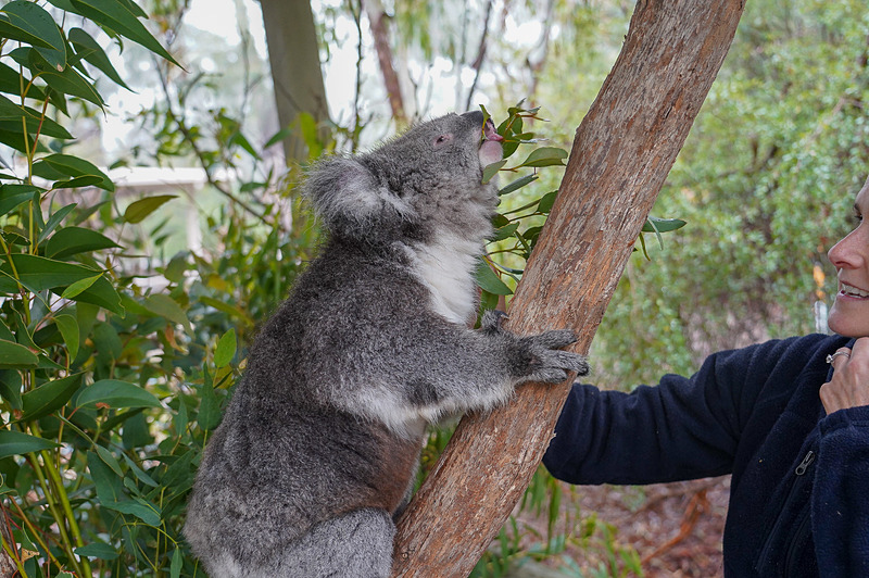 画像 オーストラリア アデレード ヒル への日帰りツアー コアラやカンガルーと触れ合える動物公園やドイツ村が至近 オーストラリアワインを堪能 16 71 トラベル Watch