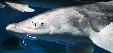 油 壺 マリン パーク