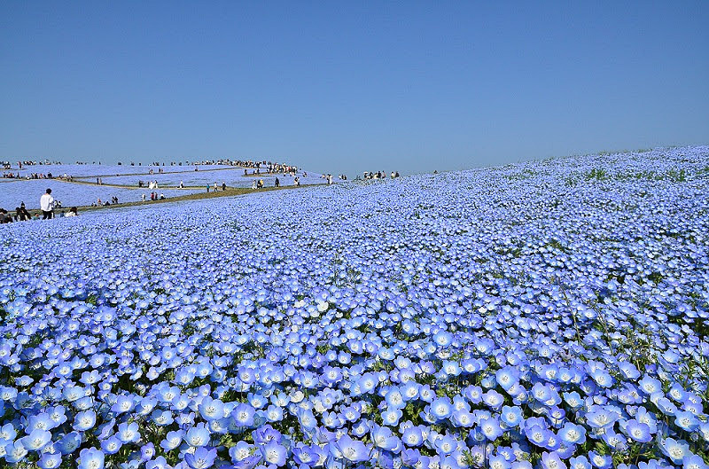 茨城 国営ひたち海浜公園のネモフィラ 4月下旬が見頃 最新の開花予想では4月日に7分咲き トラベル Watch