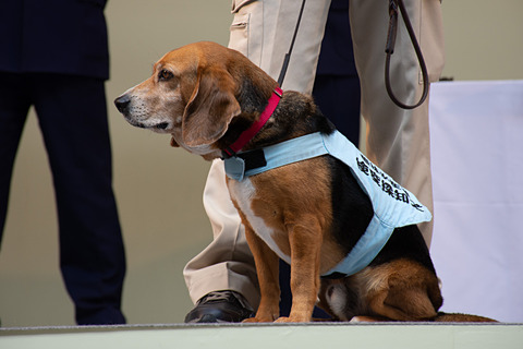 関空旅博 19 検疫探知犬がステージで嗅ぎ分ける 動物検疫所 植物防疫所が持ち込み禁止品を解説 トラベル Watch