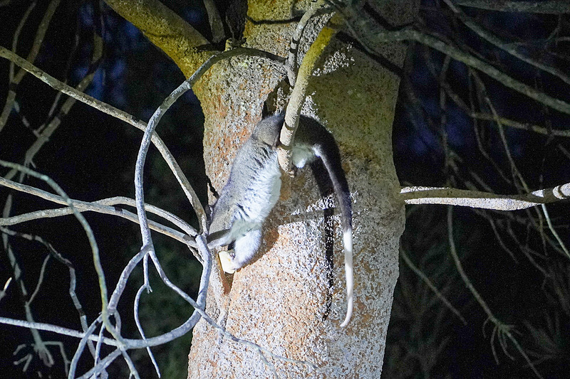 画像 昼はイルカ 夜はカンガルーに触れて暮れゆく西オーストラリアのマーガレット リバー 62 66 トラベル Watch