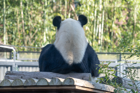 画像 Jins 花粉カットメガネをかけて開園前の上野動物園を巡る親子ツアー開催 飼育員から動物の目の役割についてのガイドも 17 28 トラベル Watch