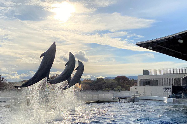 京都水族館 無観客イルカショーをライブ配信 5月4日 5日の2日間 トラベル Watch