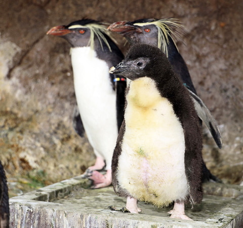 京急油壺マリンパーク キタイワトビペンギンのヒナ誕生 動画も公開 トラベル Watch