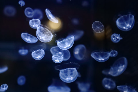 大規模リニューアルした すみだ水族館 に行ってみた 水盤を漂うクラゲが間近に見える ビッグシャーレ が登場 トラベル Watch