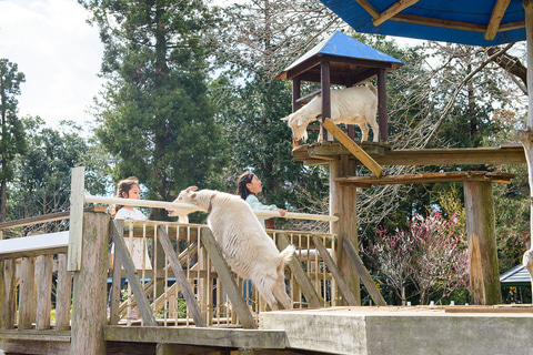 崖の上のヤギ 千葉県佐倉市の 佐倉草ぶえの丘 へ 8月29日一般公開 トラベル Watch