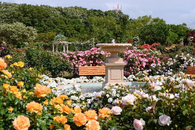 京成バラ園 オータムローズパーティ を10月9日 11月15日開催 トラベル Watch