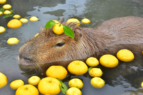 伊豆シャボテン動物公園 恒例の カピバラのゆず湯 実施 12月19日 21年1月5日 トラベル Watch