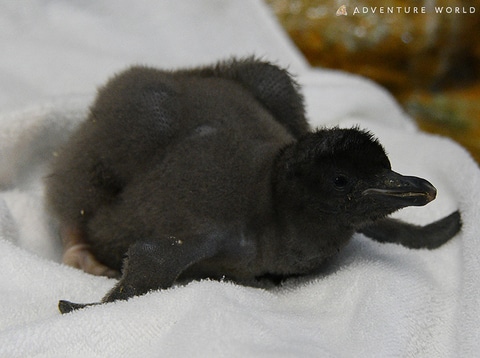 アドベンチャーワールド 6種類25羽の赤ちゃんペンギン誕生 ベビーラッシュ到来中 トラベル Watch