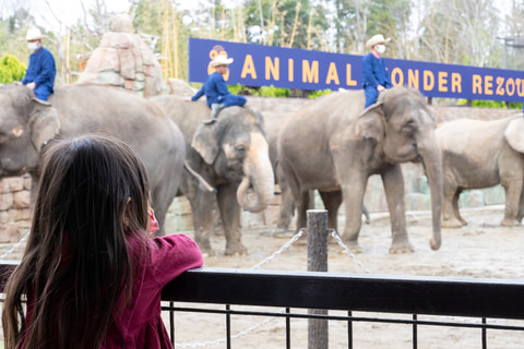 市原ぞうの国が アニマルワンダーリゾウト へ大規模リニューアル ゾウの水遊び エレファント スプラッシュ は迫力満点 トラベル Watch