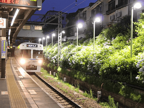 京王電鉄 井の頭線 東松原駅のあじさいライトアップを6月10日より トラベル Watch Watch