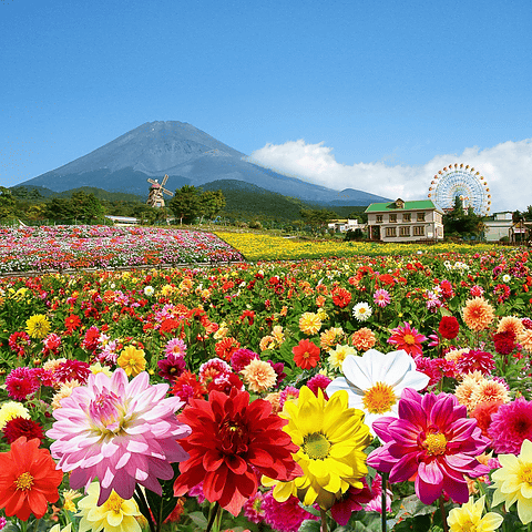 富士急 遊園地ぐりんぱで 富士山の裾野 天空のダリア祭り 15 を7月18日より 2万株のダリアの絨毯や18万株のコスモスが楽しめる トラベル Watch Watch