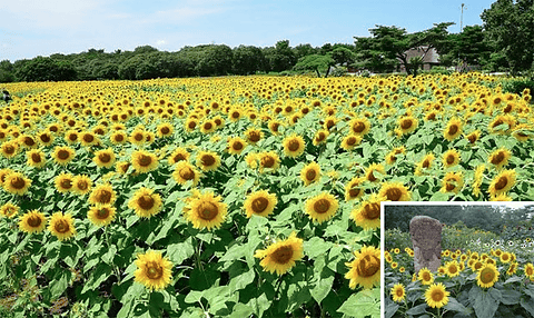 茨城県の3大 ひまわり畑 が8月中旬 9月上旬に見頃に トラベル Watch Watch
