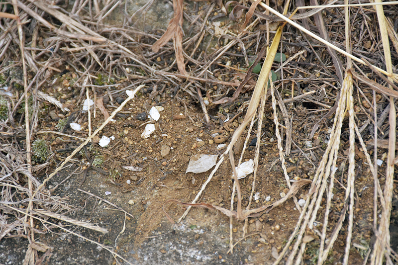 画像 メルシャン シャトー メルシャン ハーベスト フェスティバル 15 報道陣向けにツアーで製造設備や自社管理畑を公開 68 68 トラベル Watch Watch