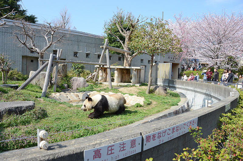 画像 もうすぐ春爛漫 桜とパンダを楽しめる神戸市立王子動物園に行ってみよう 12 30 トラベル Watch Watch