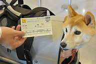 愛犬44匹が北海道へ Anaがペットと機内で過ごせるチャーターツアー開催 ツアーは2日で完売 トラベル Watch Watch