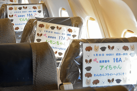 愛犬44匹が北海道へ Anaがペットと機内で過ごせるチャーターツアー開催 ツアーは2日で完売 トラベル Watch Watch