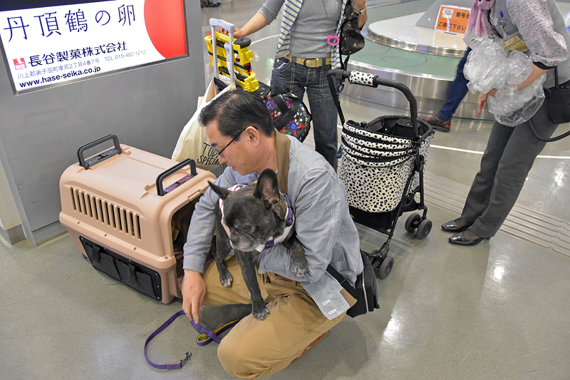 画像 愛犬44匹が北海道へ Anaがペットと機内で過ごせるチャーターツアー開催 ツアーは2日で完売 62 102 トラベル Watch Watch