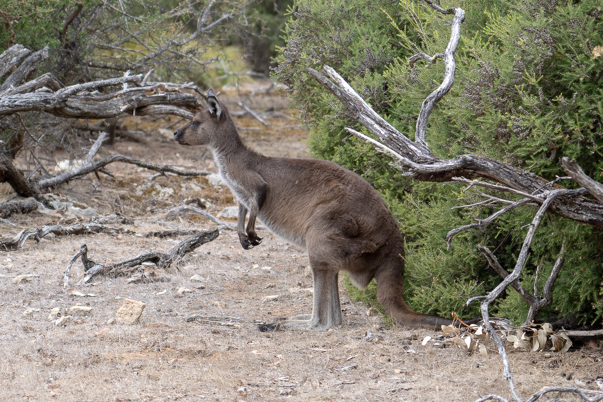オーストラリア カンガルー島の大自然を満喫する その1 野生のアシカやカンガルー コアラをウォッチングできるツアーに参加 トラベル Watch