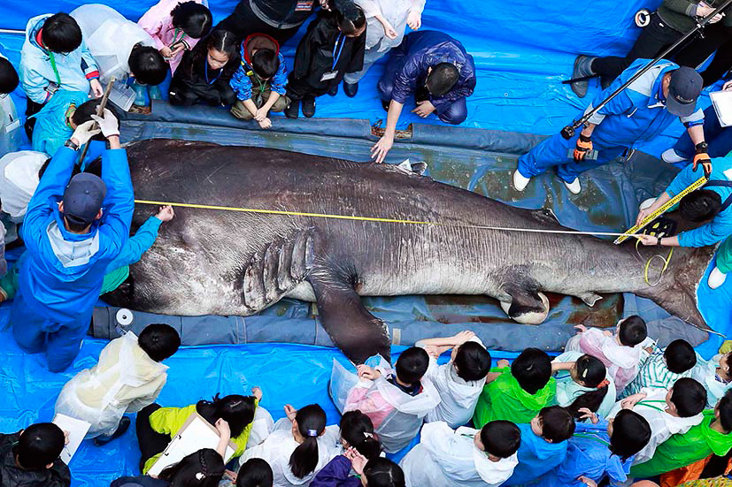 鴨川シーワールド 世界初となる幻のサメ メガマウスザメ の全身骨格標本を12月7日から一般公開 17年に捕獲された体長約5 4mの個体 トラベル Watch