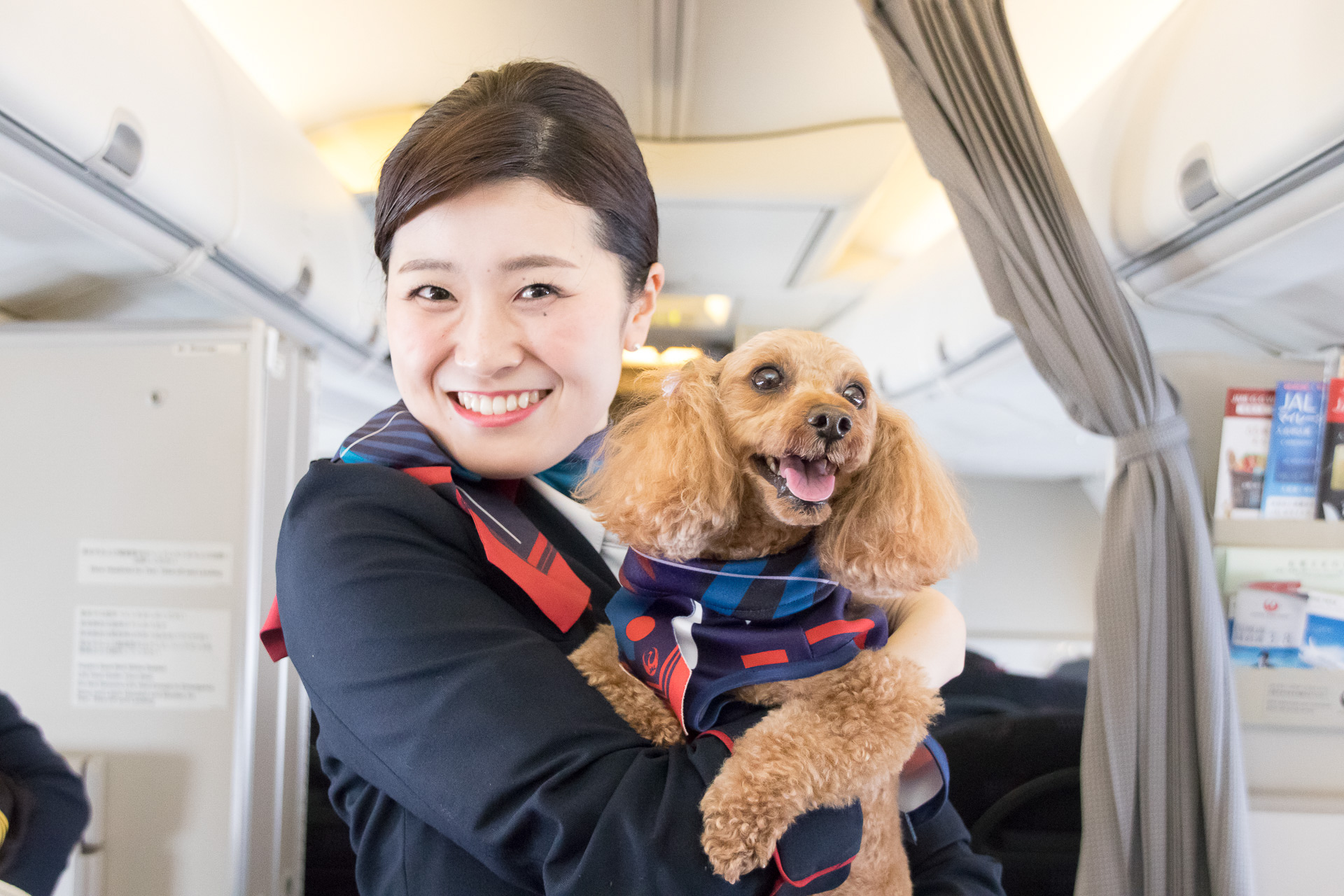 愛犬と機内でも一緒 Jalが3回目の ワンワンjet 開催 成田 那覇のチャーター便同乗レポート トラベル Watch