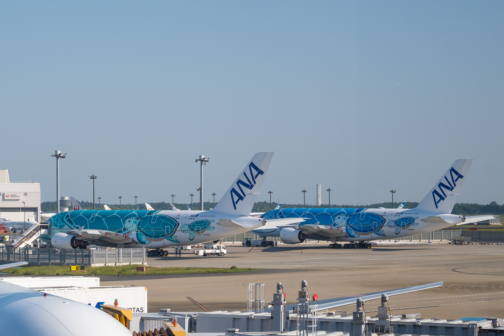 ウミガメが間もなくハワイへ。ANAのエアバス A380型機「FLYING HONU