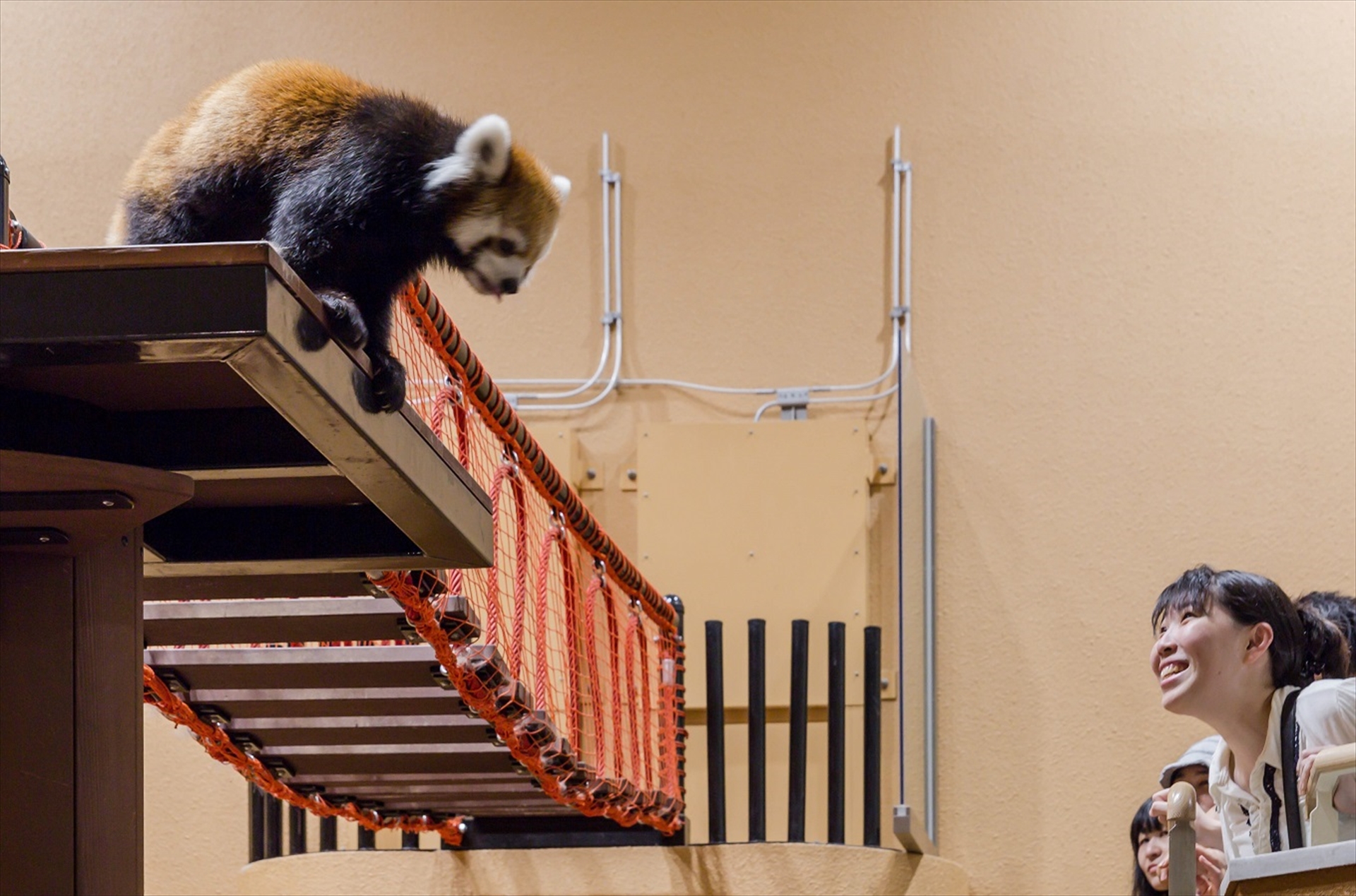 日本平動物園 レッサーパンダなど夜に活発になる動物を観察する 夜の動物園 4日間限定で開催 トラベル Watch