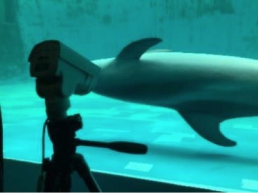 しながわ水族館にライブカメラを設置するステイホーム企画 魚たちの様子を品川区民チャンネルやyoutubeで トラベル Watch