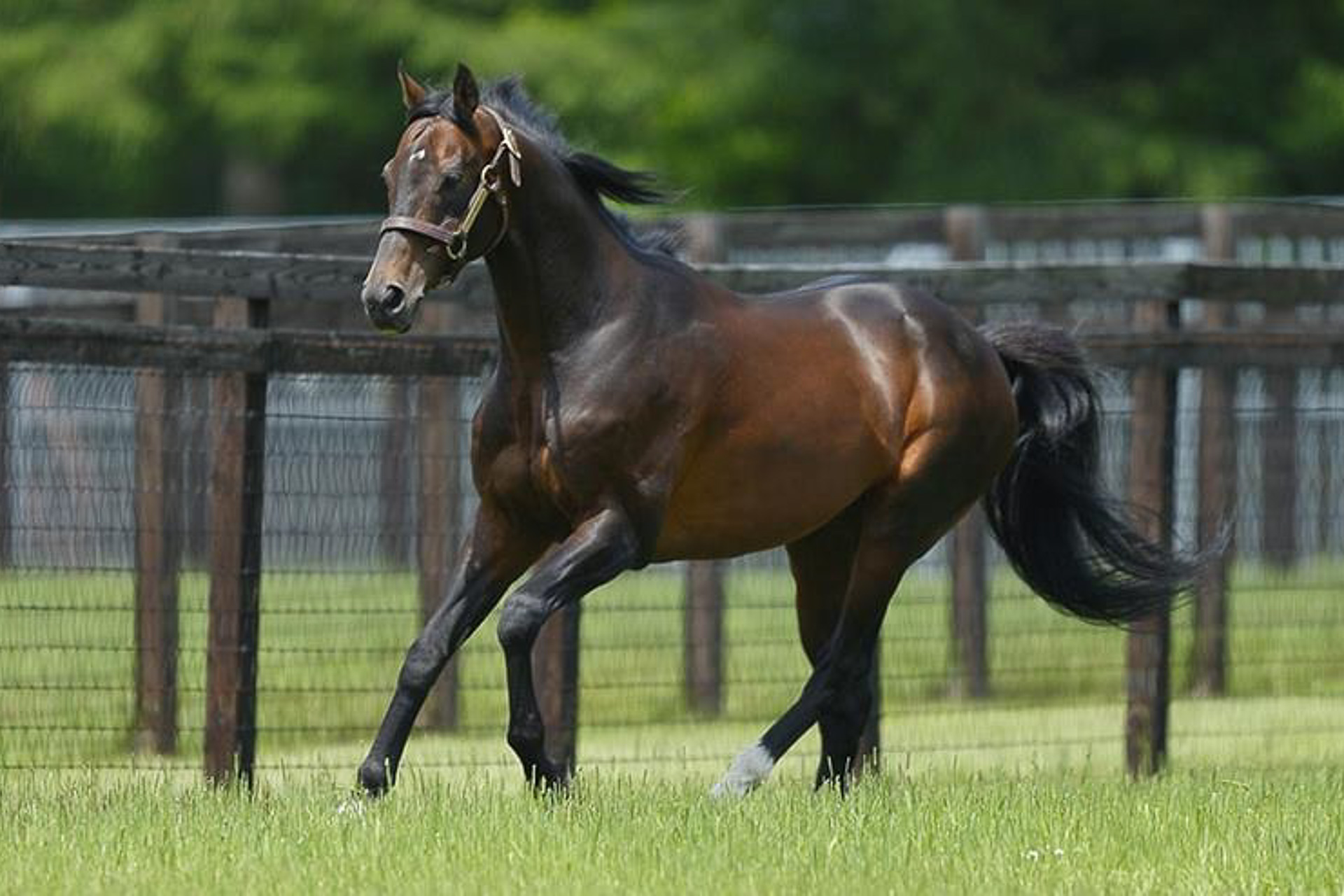 ノーザンホースパーク、“無敗の三冠馬”「ディープインパクト」の