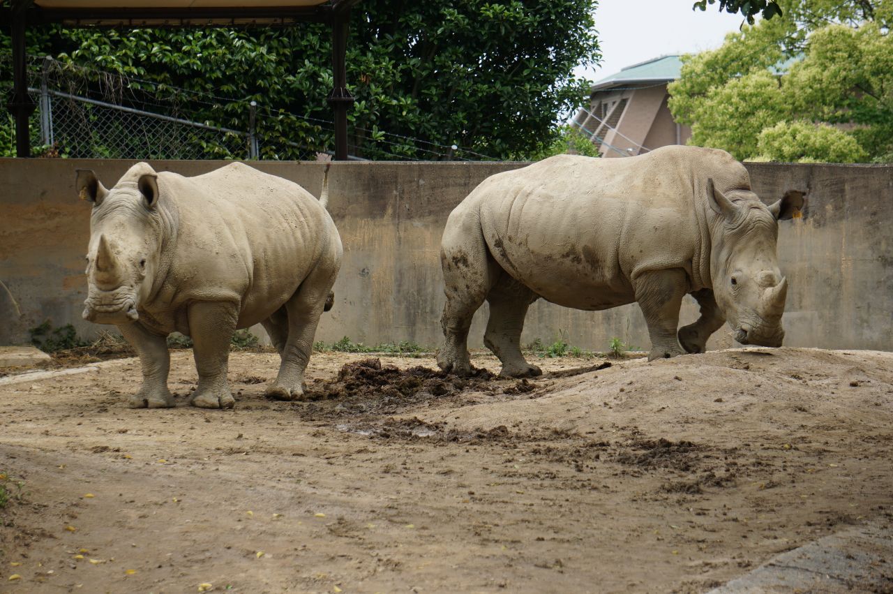 キューサイ 福岡市動物園のミナミシロサイ名付けイベント副賞にお楽しみセット提供 トラベル Watch