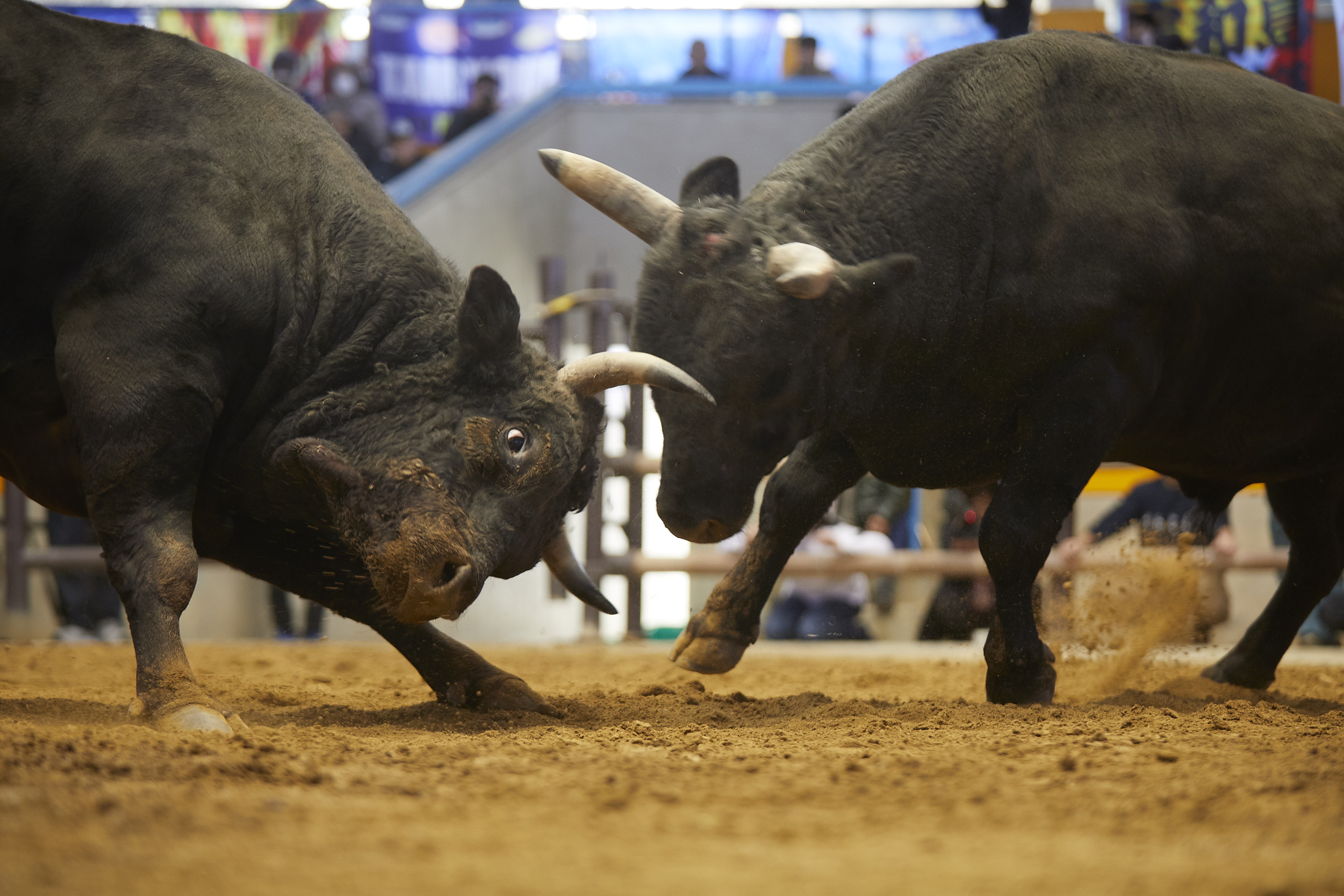 愛媛県、Zoomで宇和島闘牛のオンライン体験イベント開催。5kgのみかん