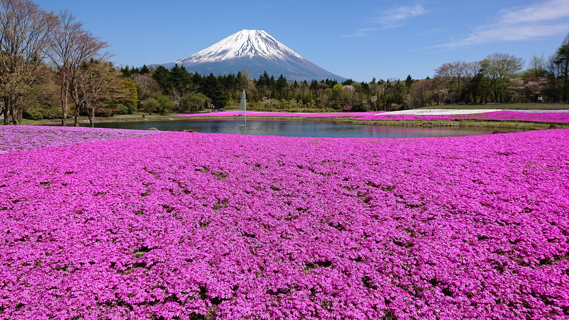 21富士芝桜まつり 4月17日から 地元b級グルメや土産物販売も トラベル Watch