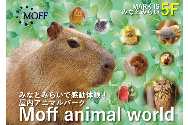 屋内アニマルパーク Moff Animal World Mark Is みなとみらい店 横浜にオープン 5つの異なるエリアでカピバラやフクロウ 爬虫類などに出会える トラベル Watch