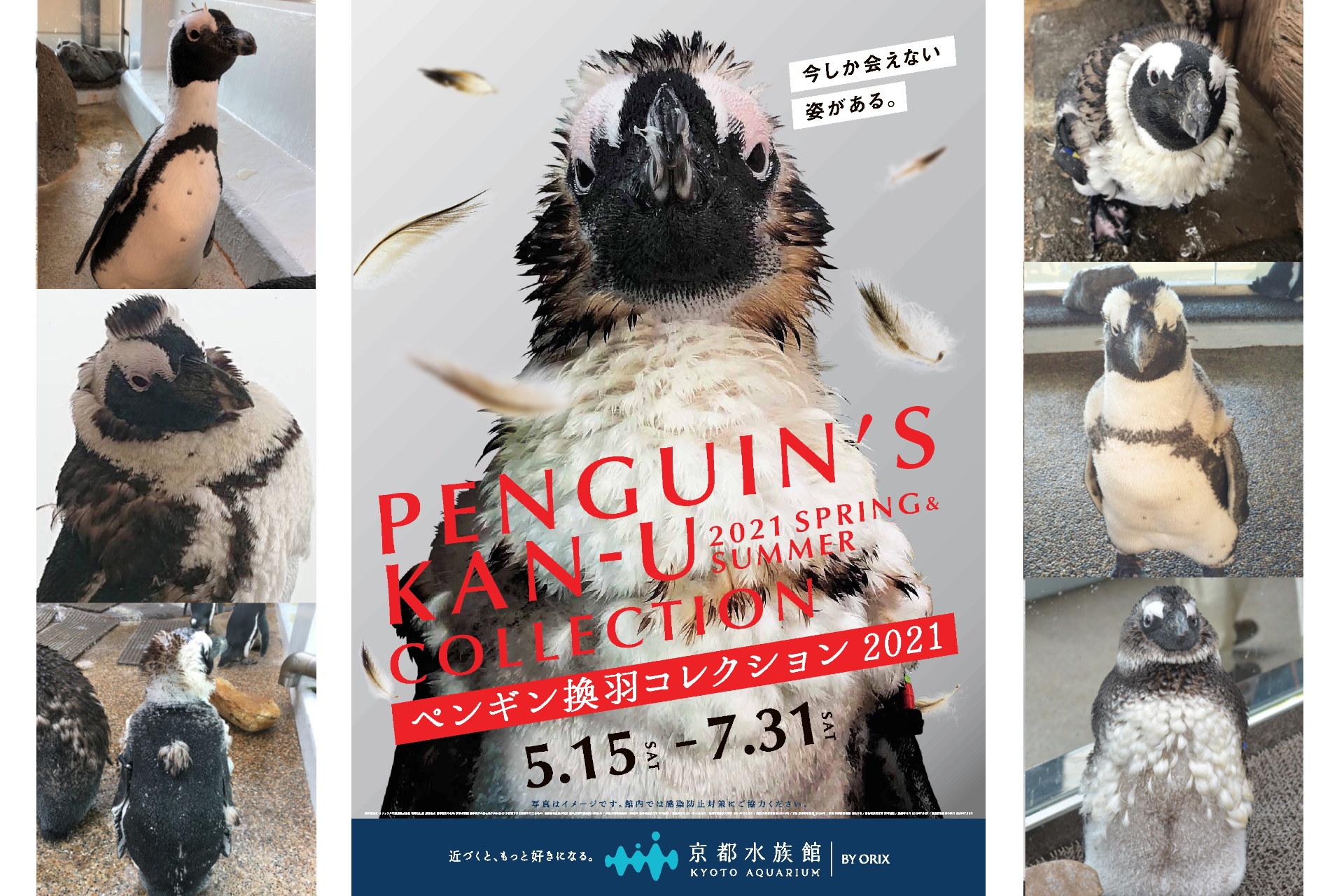 京都水族館 個性豊かな ペンギン換羽 かんう コレクション21 開催 トラベル Watch