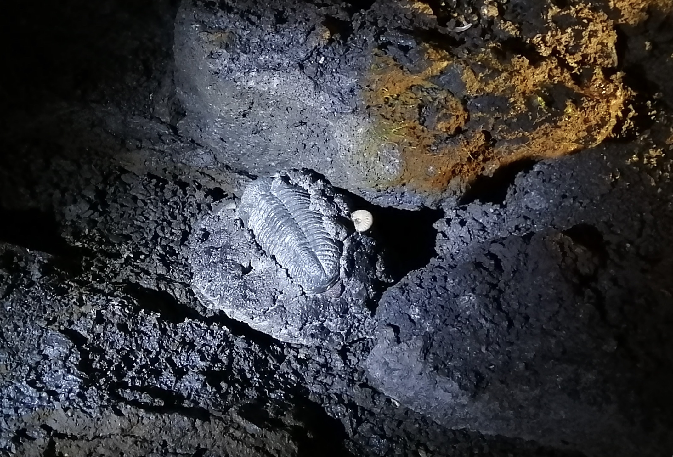 富士北麓の溶岩洞窟「富岳風穴」で化石発見イベント。「鳴沢氷穴」は