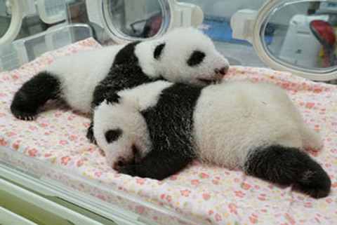 東京 上野動物園で生まれた双子の赤ちゃんパンダの名前募集 8月7日 日 トラベル Watch