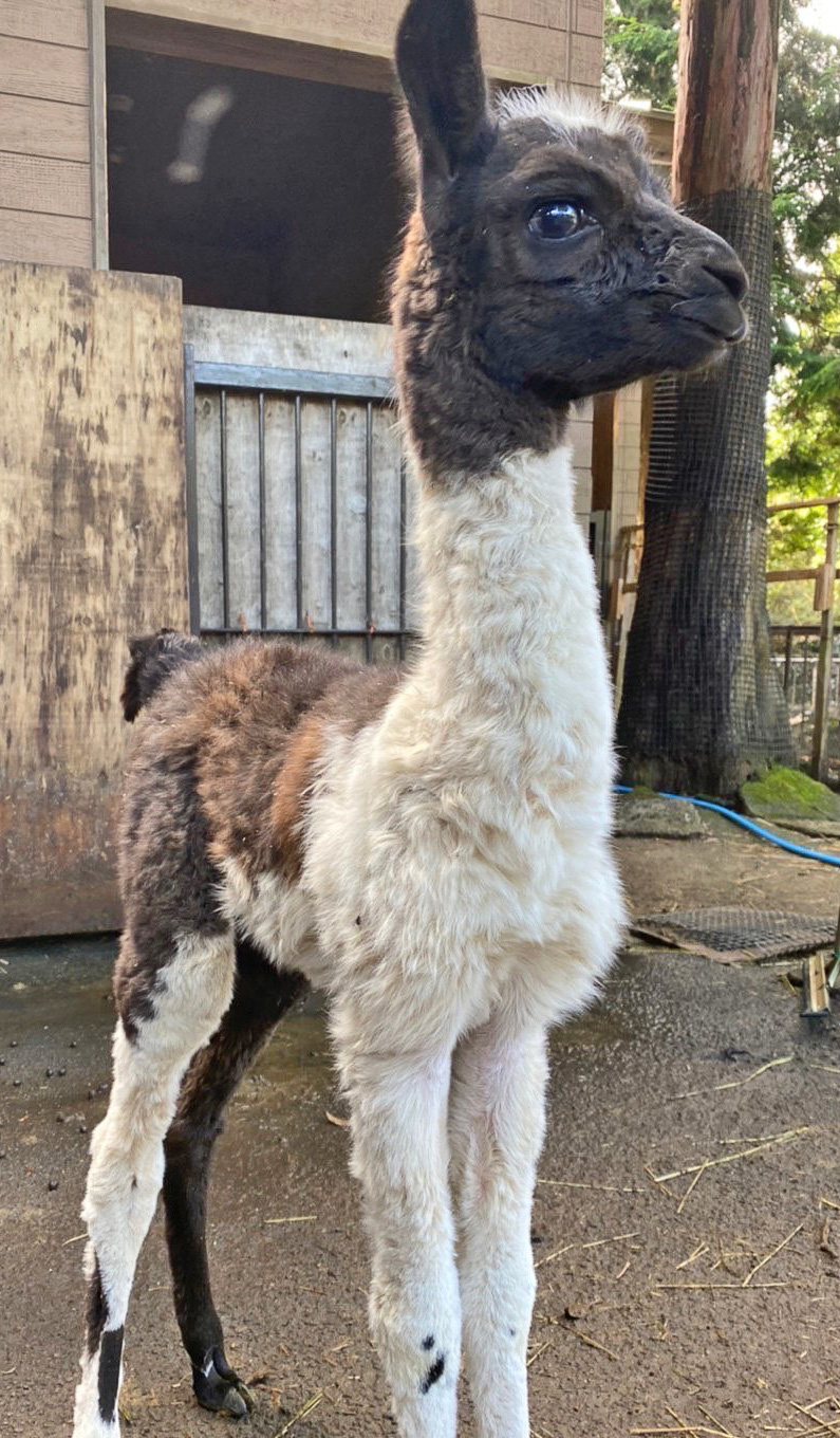 伊豆シャボテン動物公園 ラマの赤ちゃんが誕生 トラベル Watch