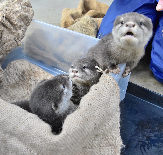 よみうりランド コツメカワウソの赤ちゃん3匹を2月11日から一般公開 植物園 Hana Biyori トラベル Watch