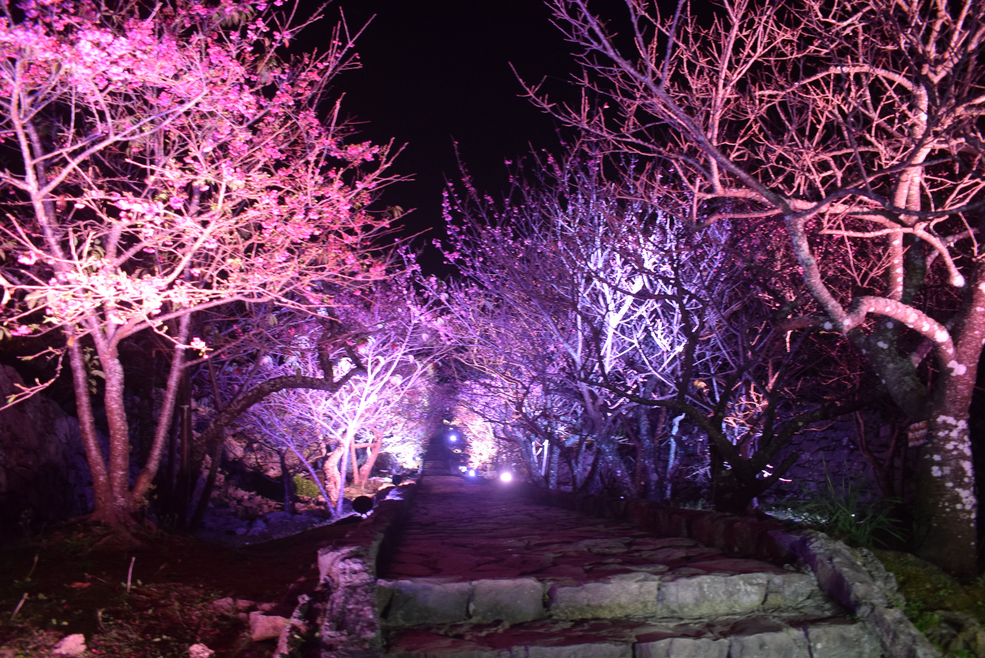 沖縄 今帰仁城跡で2年ぶりの桜まつり見てきた 夜のライトアップは動画アーカイブあり トラベル Watch
