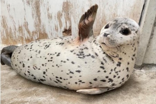 東武動物公園、ゴマフアザラシの赤ちゃん「もちもち君」5月3日一般公開！ - トラベル Watch